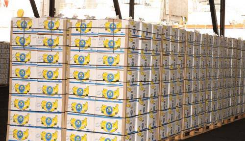 Bananes : la CDC dope les performances de la filière en octobre 2023, grâce à des exportations en hausse de 58%